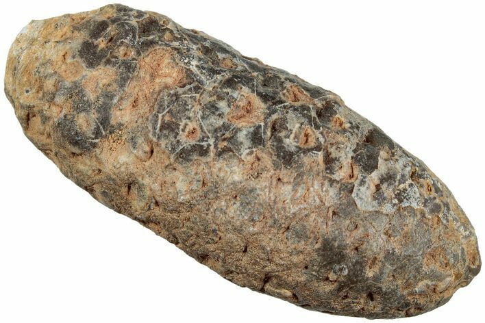 Fossil Seed Cone (Or Aggregate Fruit) - Morocco #234140